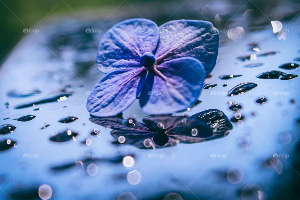 Flowers with water droplets