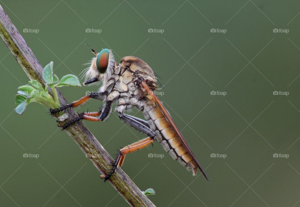 robber fly  #macro #closeup #nature