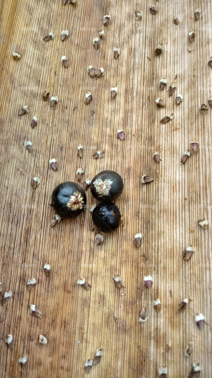 #foap_style #beauty_full #pflanzen #photo_of_the_day #love #spring #forest #Landschaft #Foap_art #Foap_eye #garten #plants_of_Foap #summer #macro #blossom #wood #photo