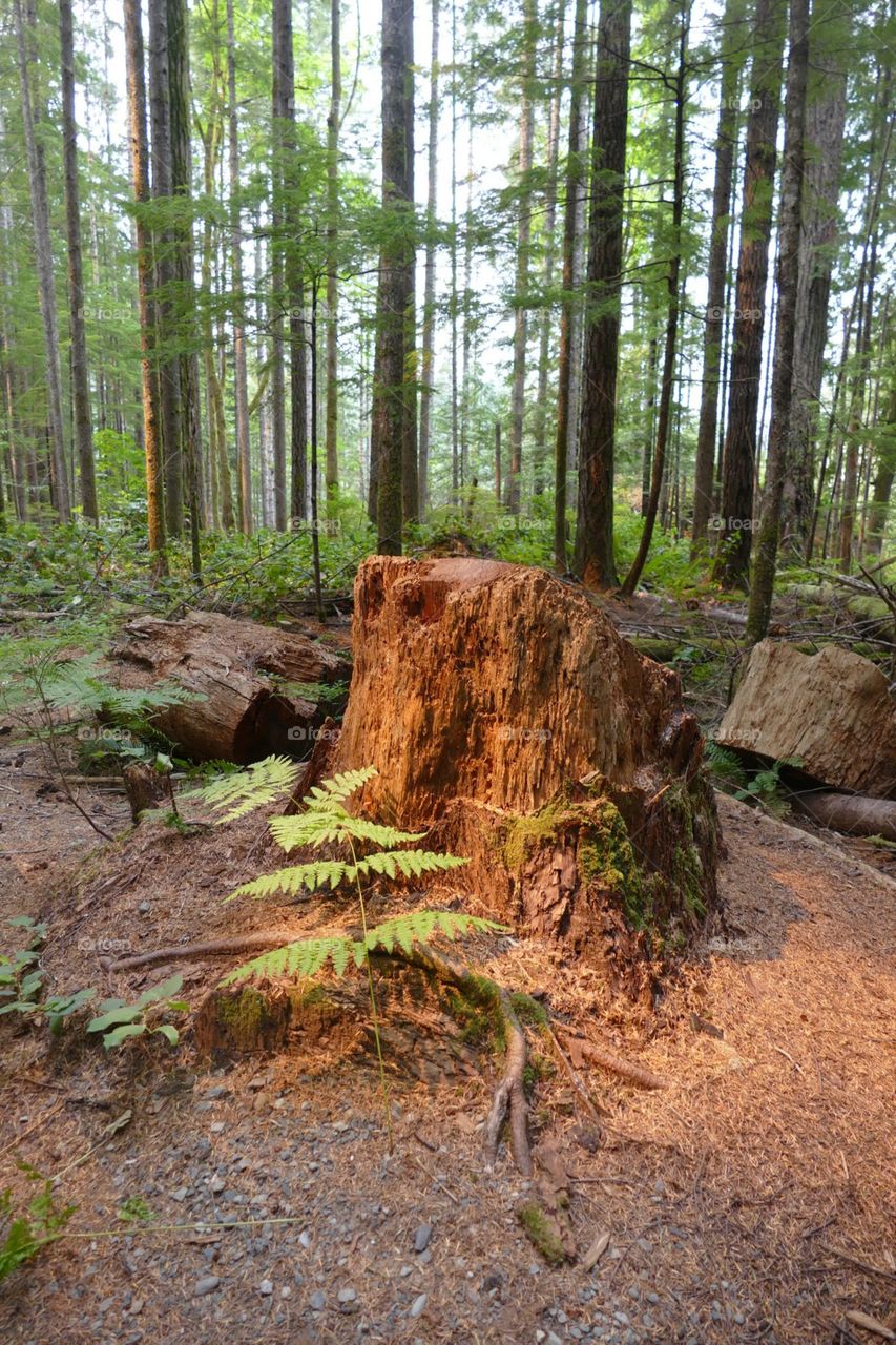 Tree stump located along the Elk Falls trail located outside Campbell River on Vancouver Island in Canada.