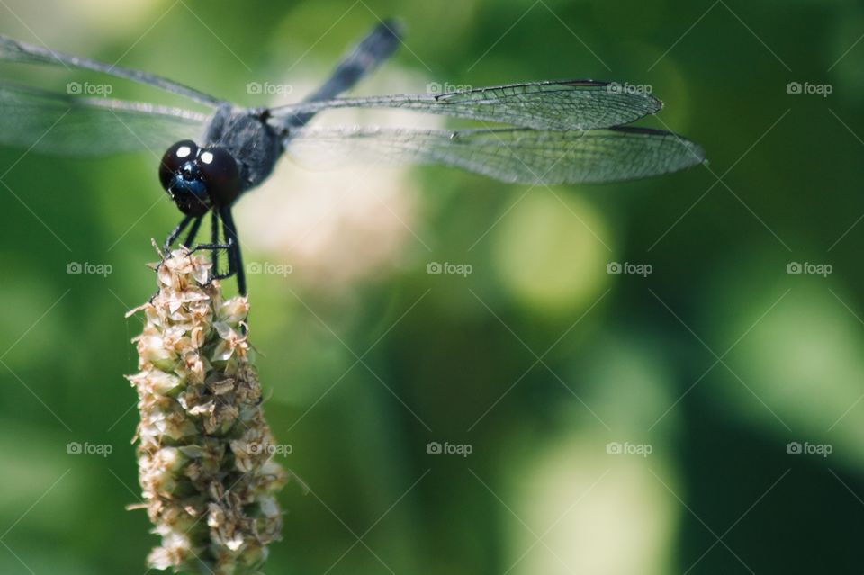 Black Slaty Skimmer Dragonfly 