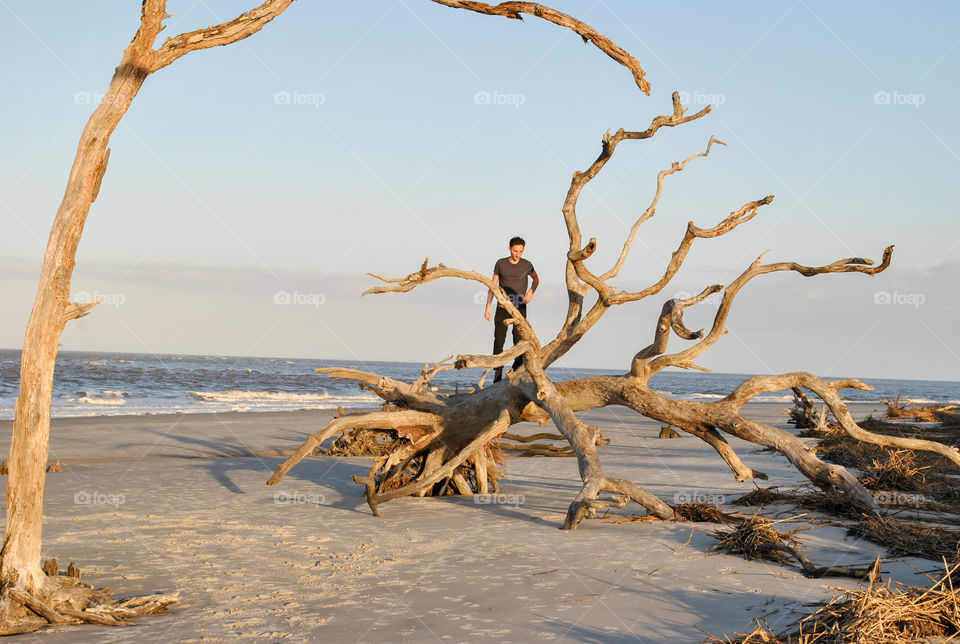 Galavanting   on driftwood