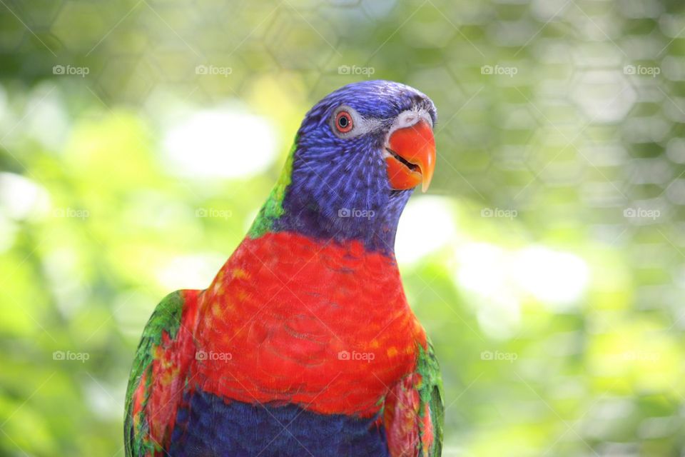 Lorikeet 