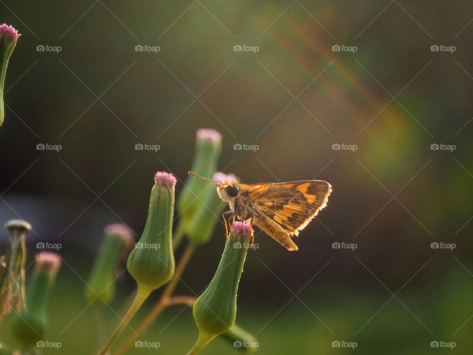 litle butterfly