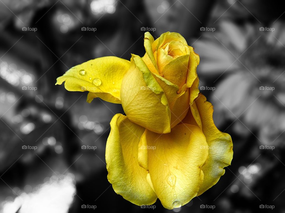 yellow rose