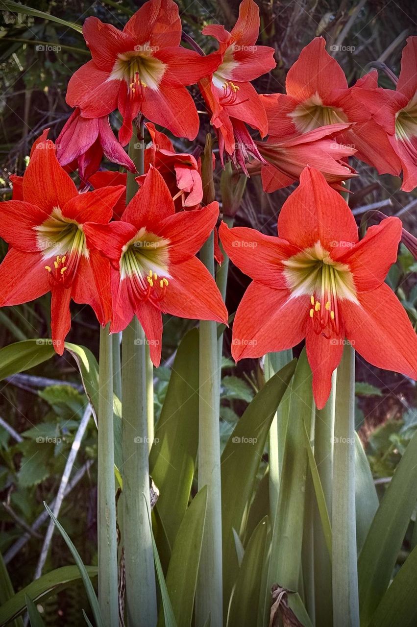 Spring red lilies.