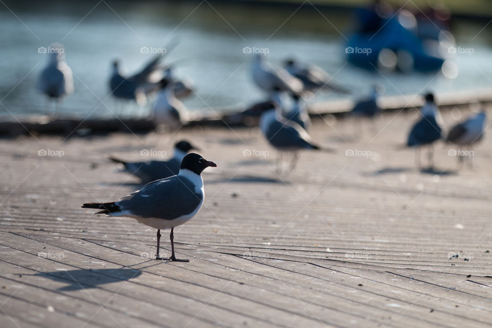 Bird, Beach, Sea, Water, Seagulls