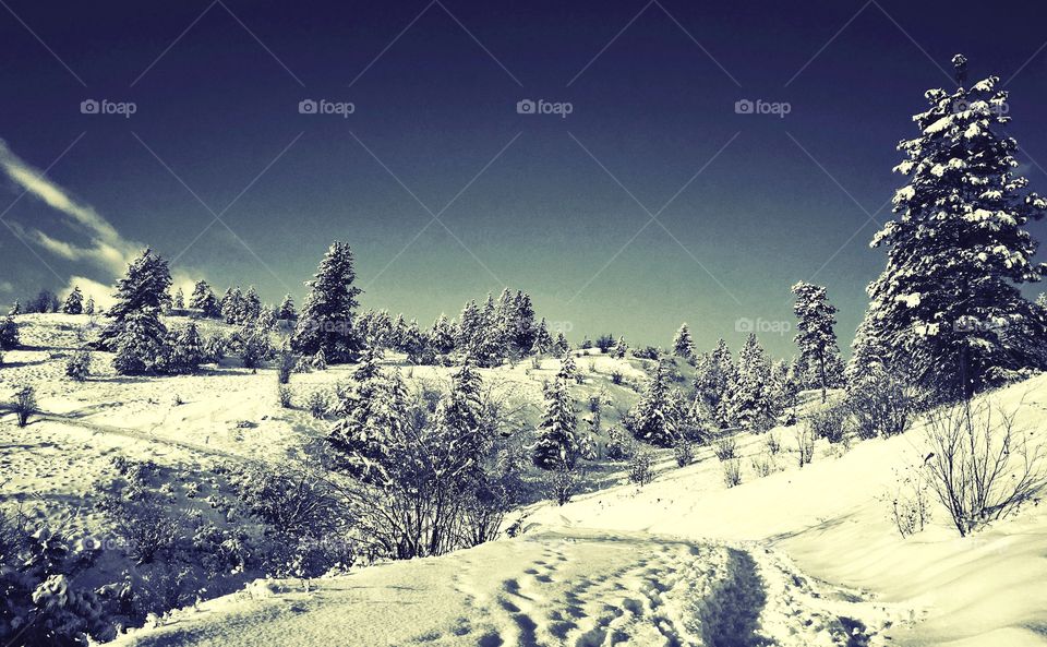 Whimsical winter landscape. Footprints on a snow covered trail lead up a hillside on a clear cold winter day. 
