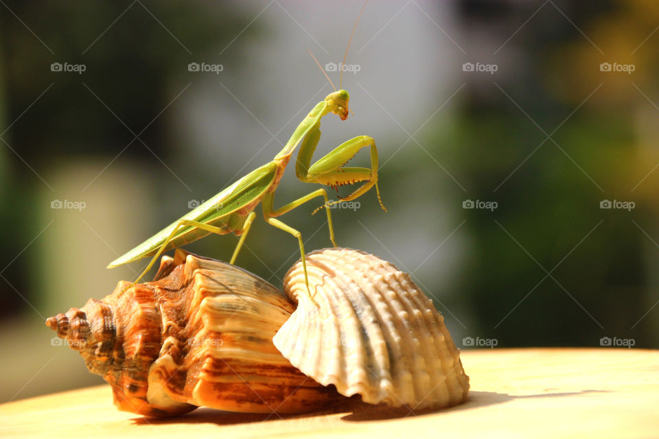 Praying Mantis of sea shells,wildlife and insects