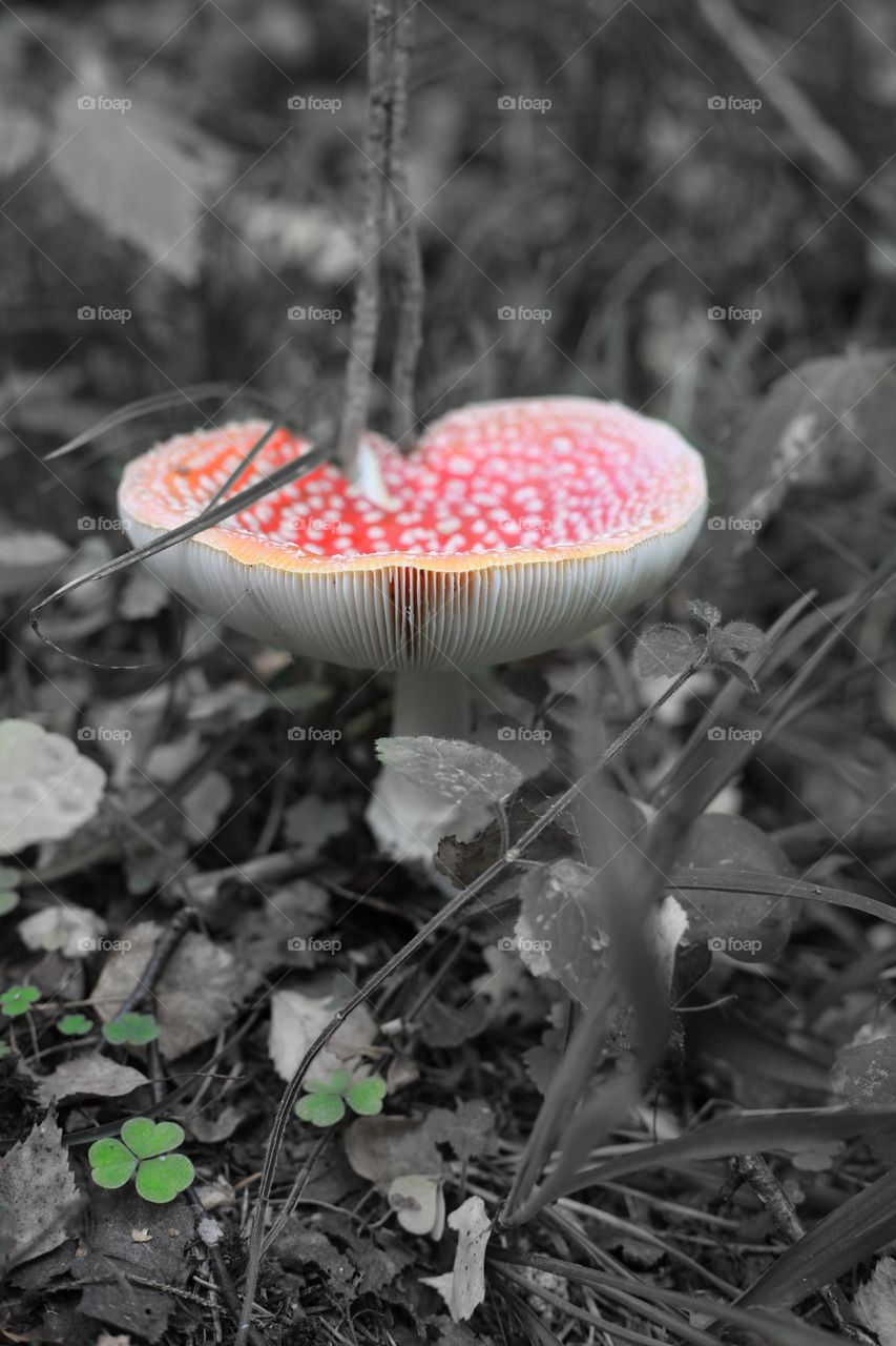 A beautiful red fly agaric grows in the middle of a discolored black and white autumn forest. only the mushroom itself and a few clover leaves at its foot are in color