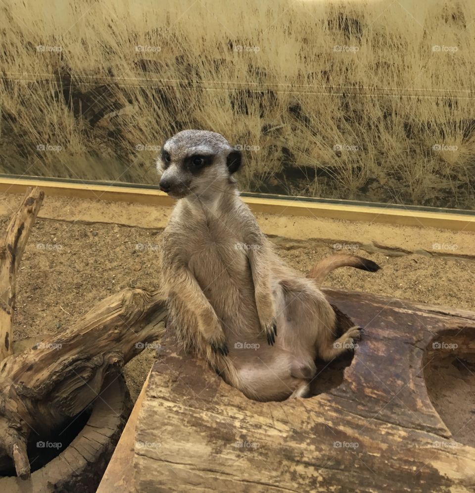 he is real, lively and very attentive