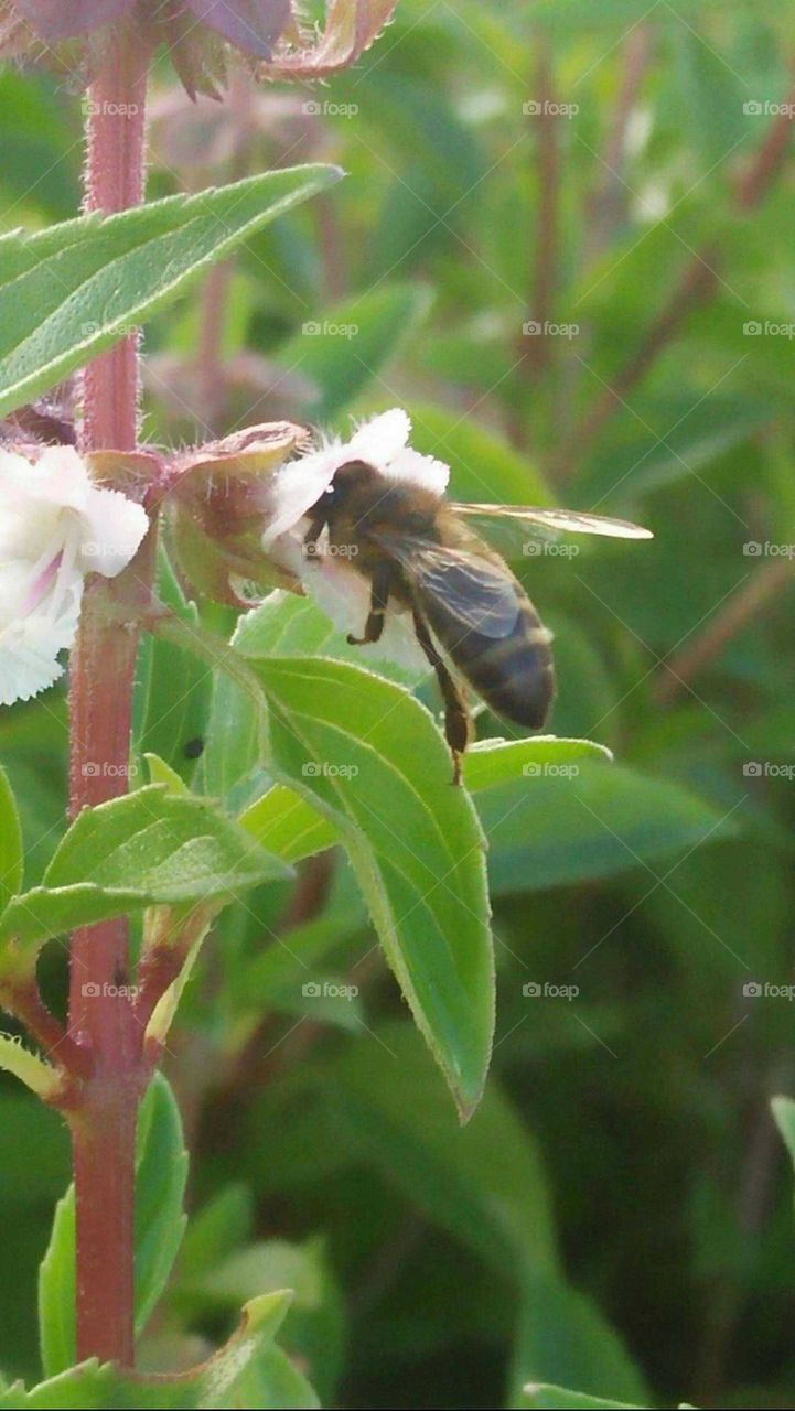 Beautiful bee on flowers in the garden