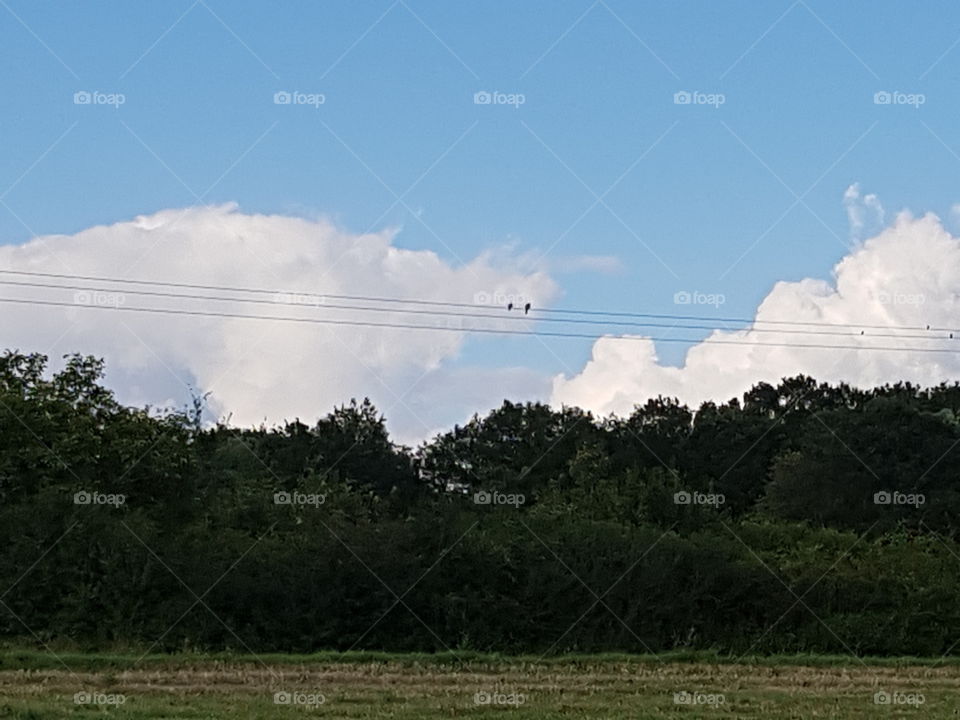 two birds crossed in a walk in nature