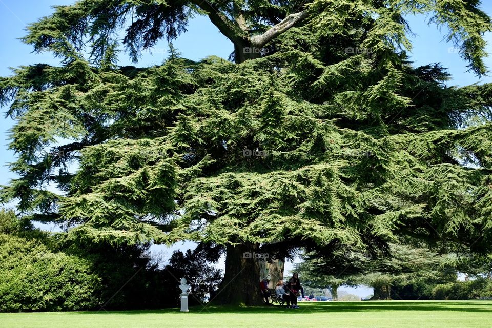 Tree and bench at Highclere Castle