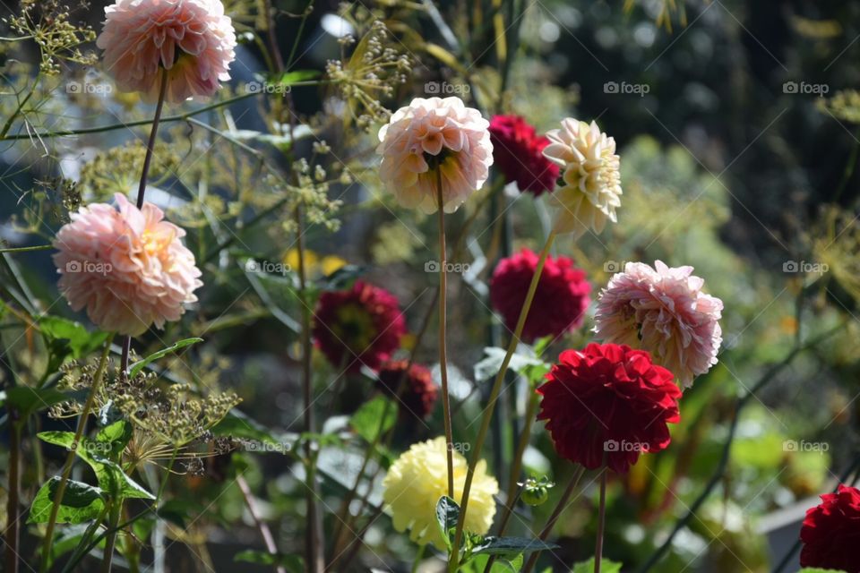 Flowers in Rouen