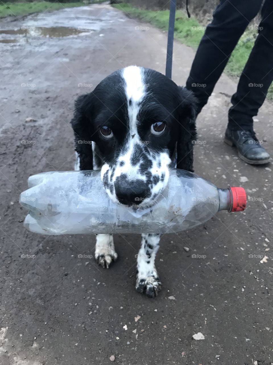 Dog Carrying Water Bottle - Another picture of Jasper carrying a ware bottle on his walks 