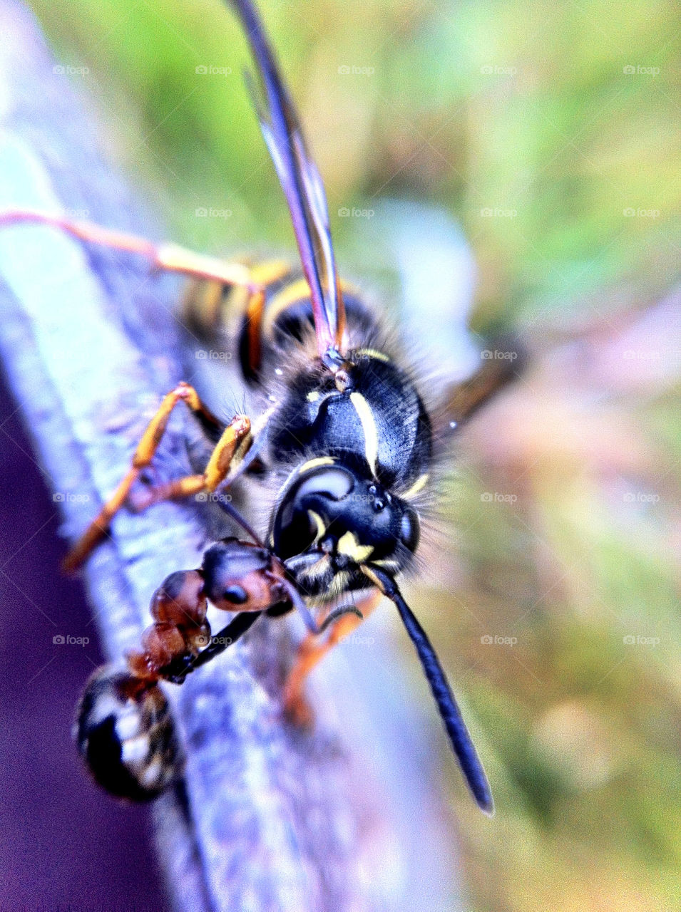 macro sommar myra närbild by ka71