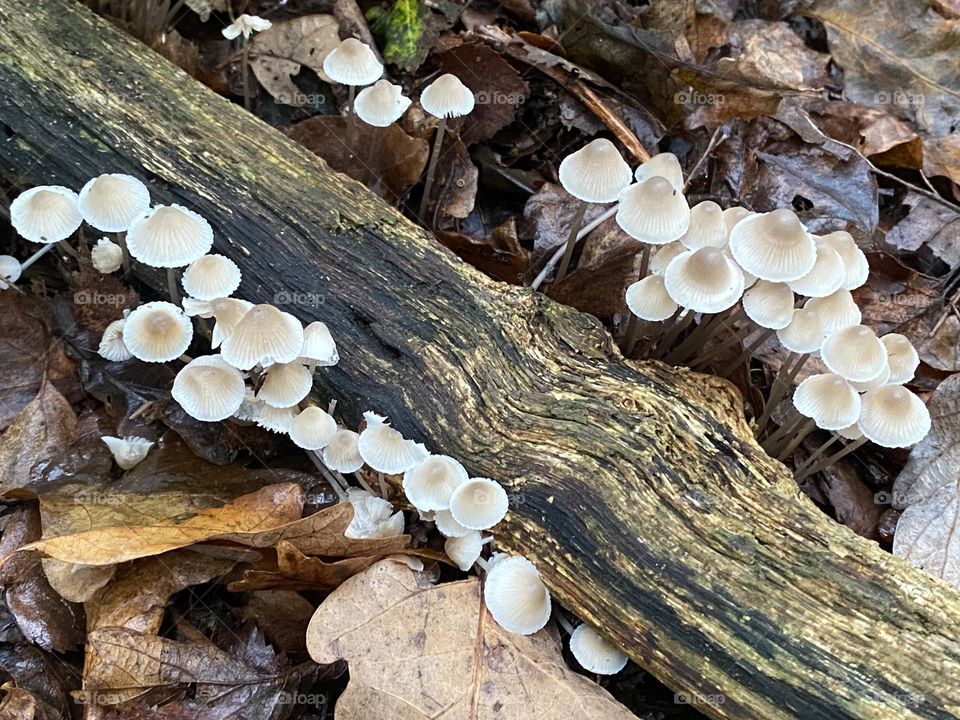 Toadstools in a local woods 