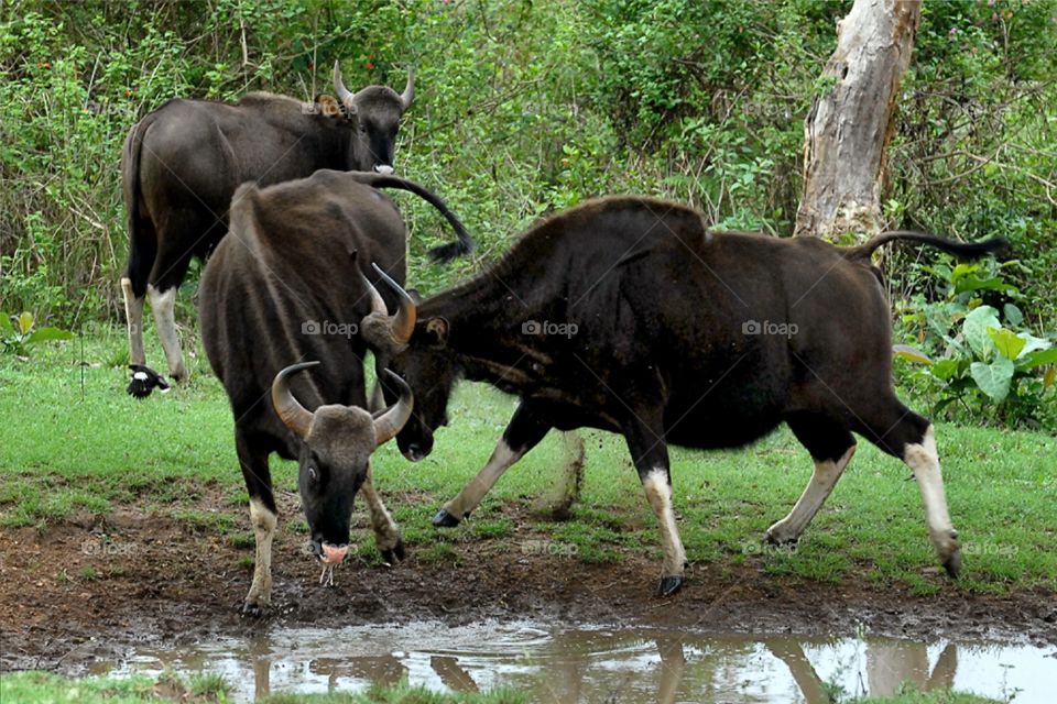 The Indian Gaur or Cow