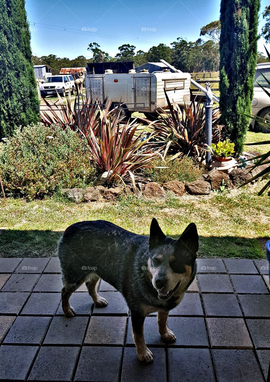 The dog is the perfect portrait subject. He doesn't pose. He isn't aware of the camera.