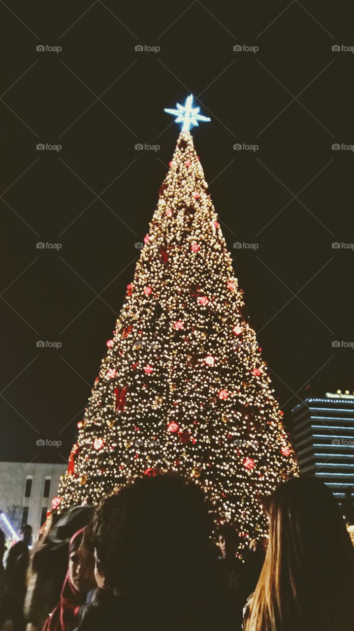 No Person, Winter, Christmas, Tree, Christmas Tree