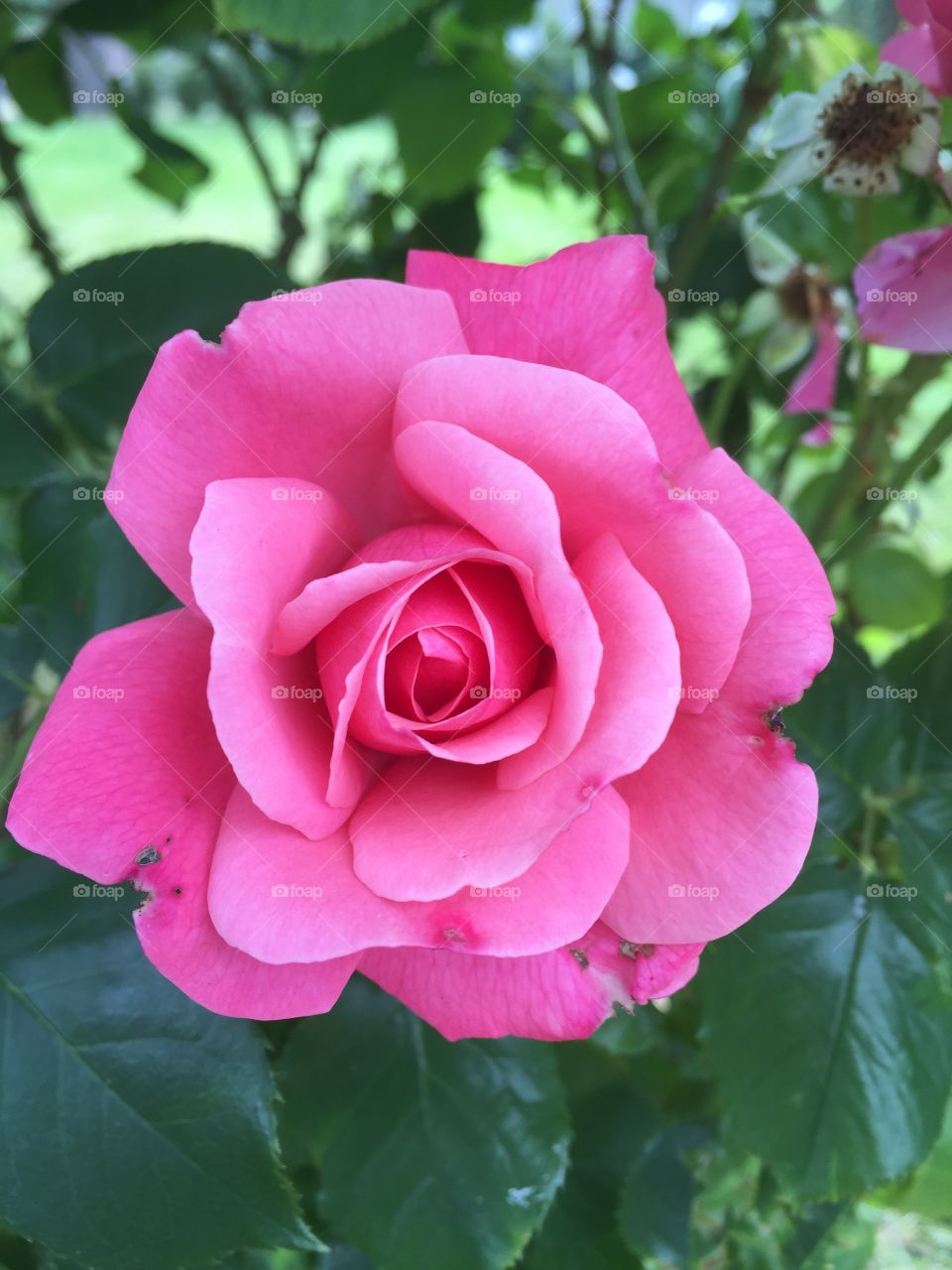 Rose in my garden 

