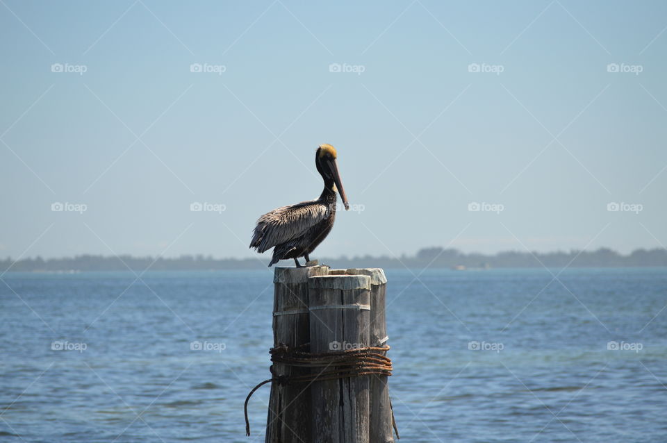 Pelican