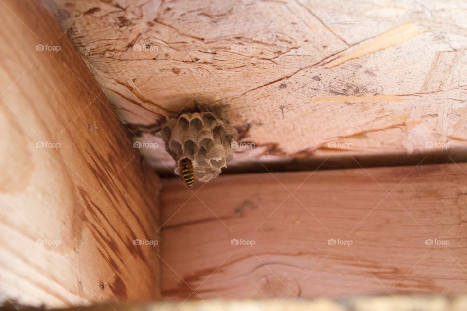 wasp nest