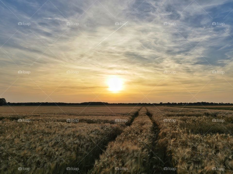 Tire tracks in cornfield