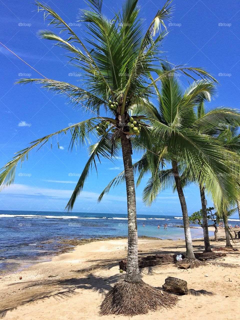 Palm trees on a white beach 