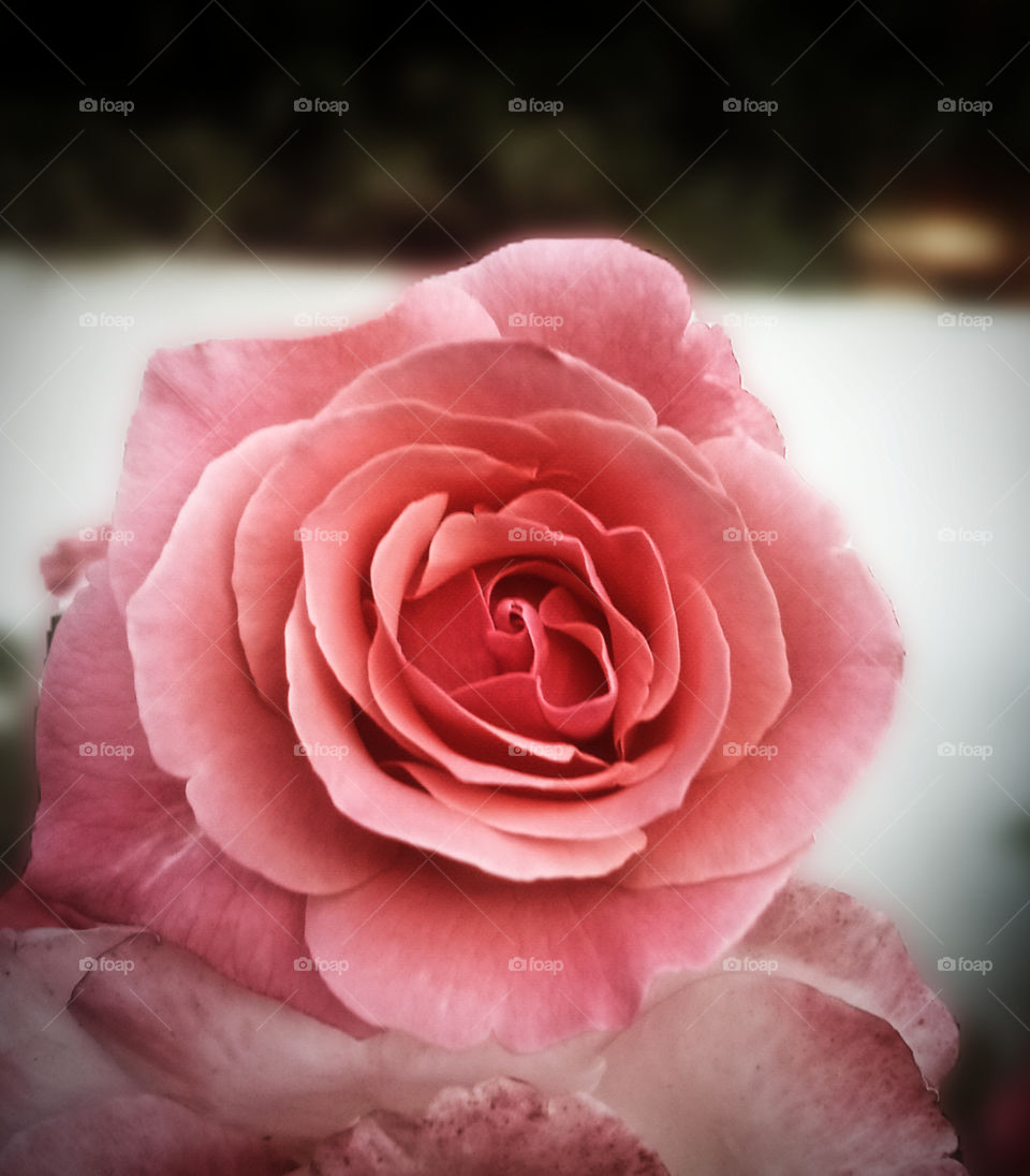 petals and the fading pink make the rose truly a mark of love