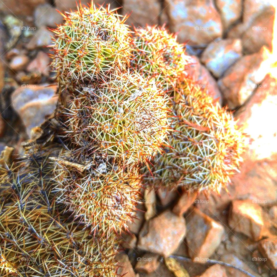 little barrle cactus