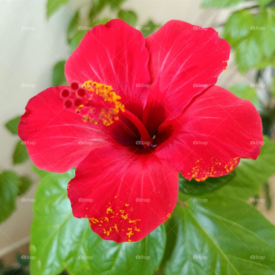 Red flower