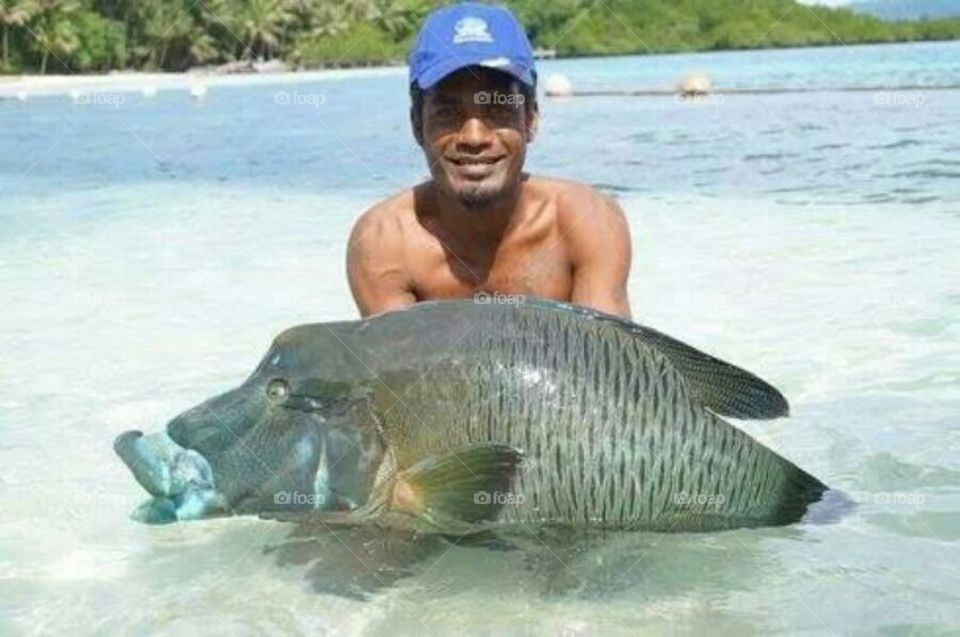 Fish catched in the Solomon sea.
