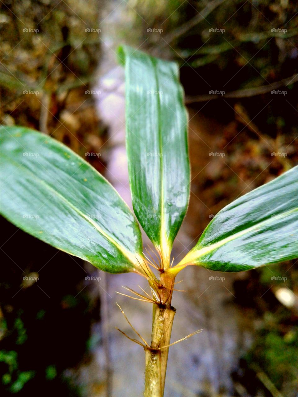 leaves
