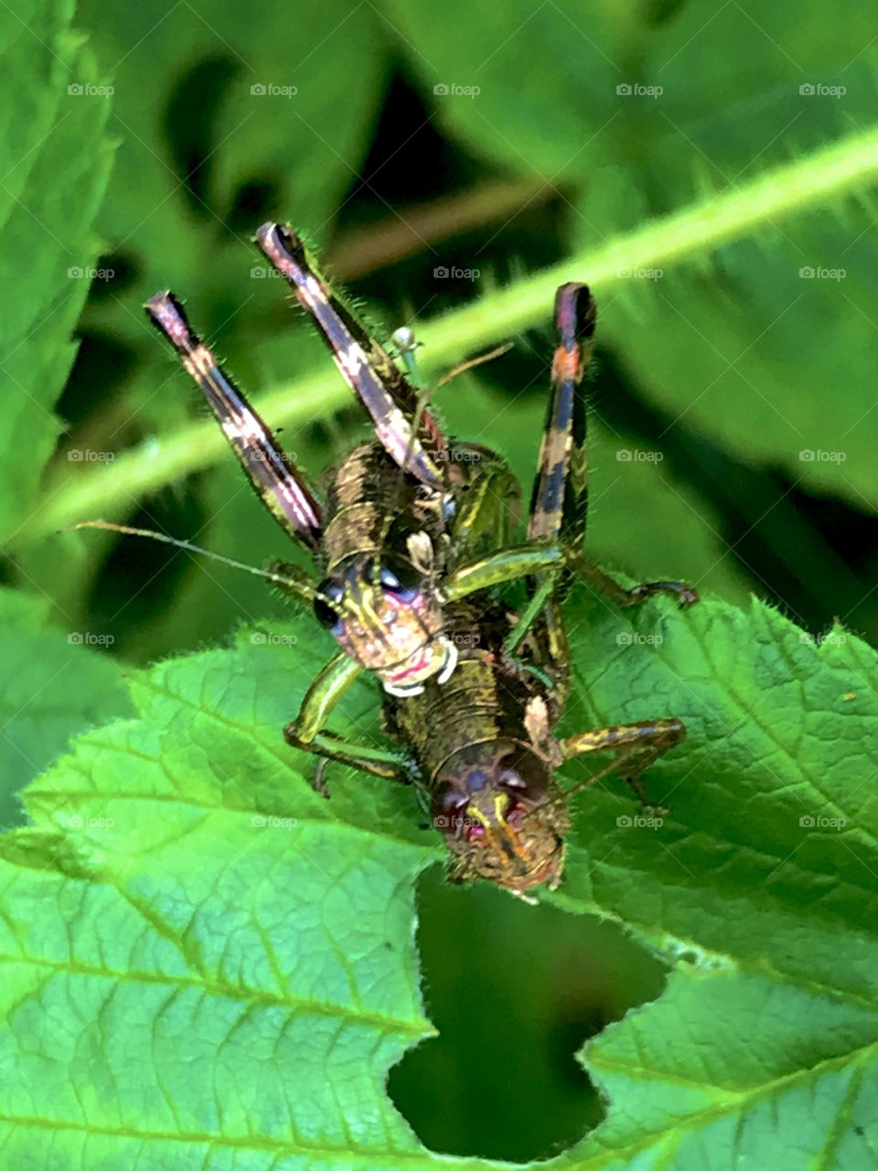 Grasshopper snack time