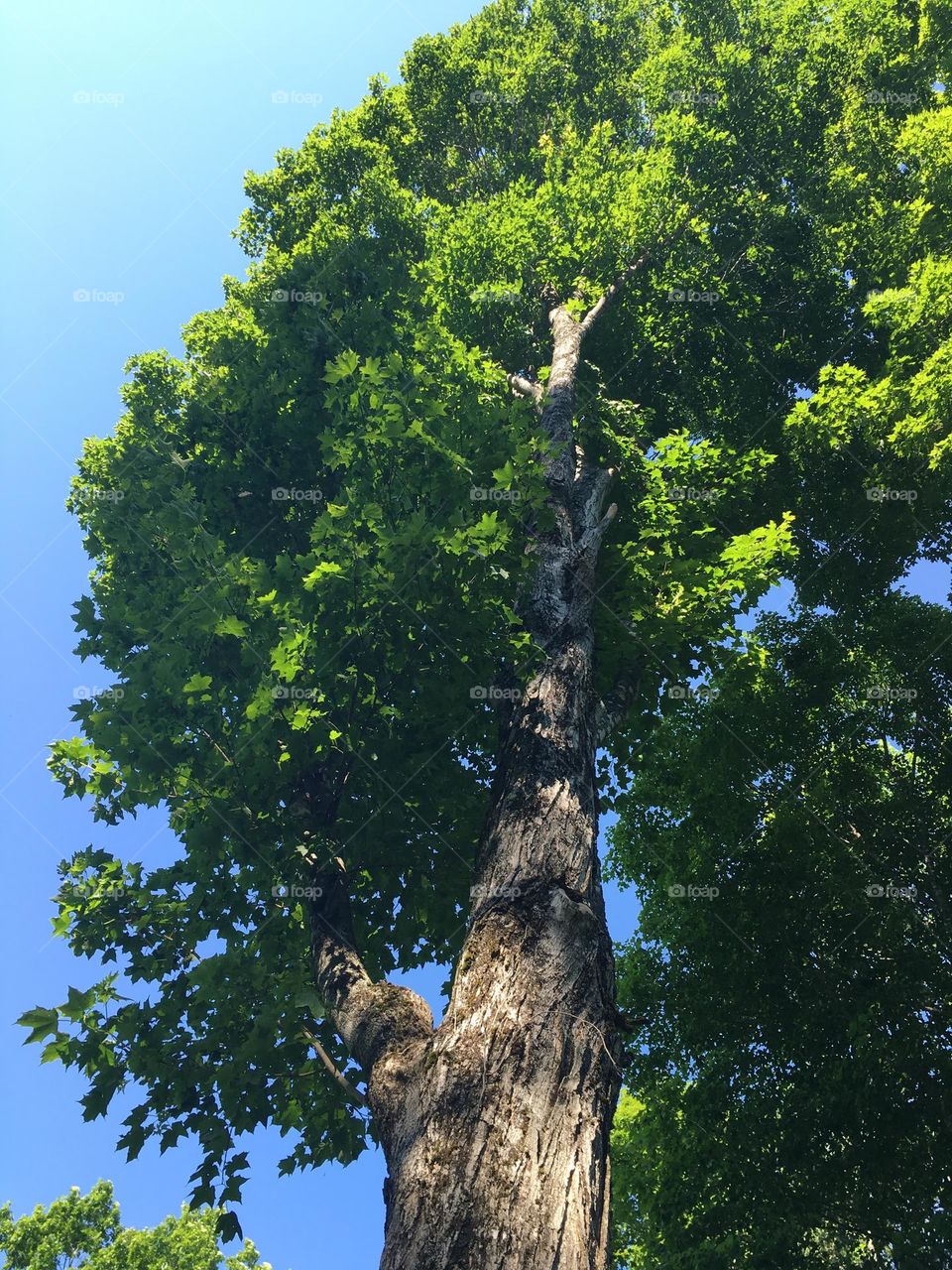 Large maple tree in summer with green leaves with clear blue sky background.