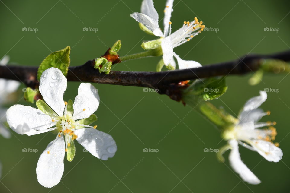 Three plum blossoms