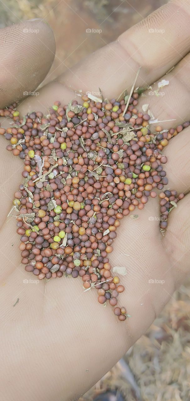 it's raw mustards plantation in my field..