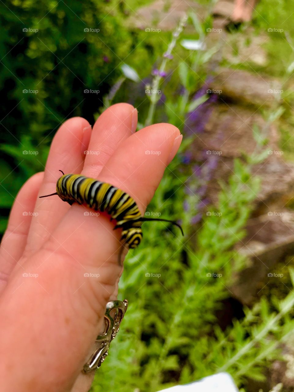 Holding a Monarch caterpillar 🐛