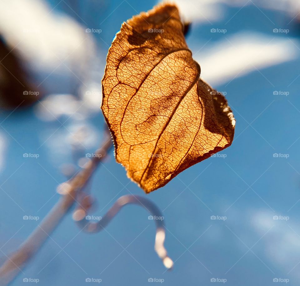 Gorgeous leaf with sunlight shining right through it showing the veins running through the leaf. 