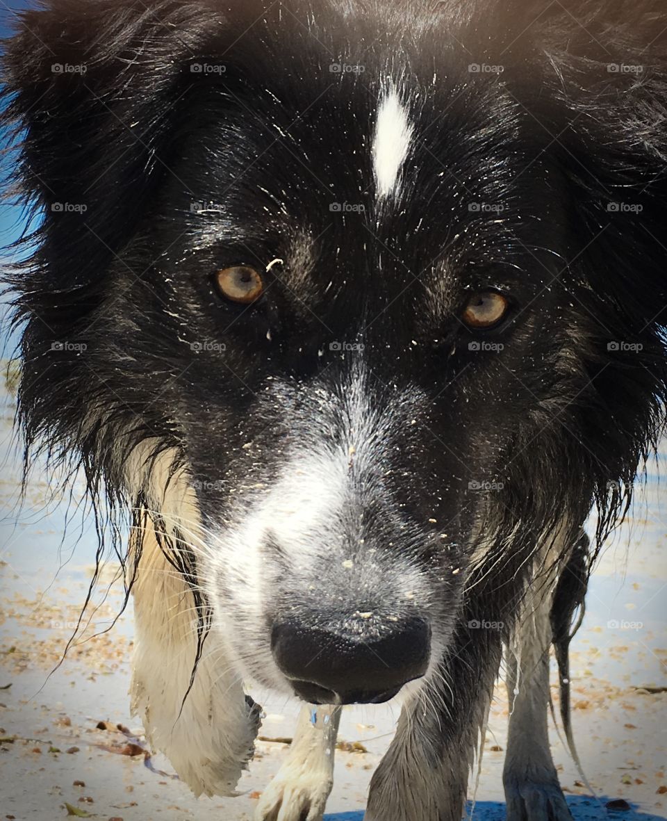 Front view headshot wet happy smiling border collie sheepdog 