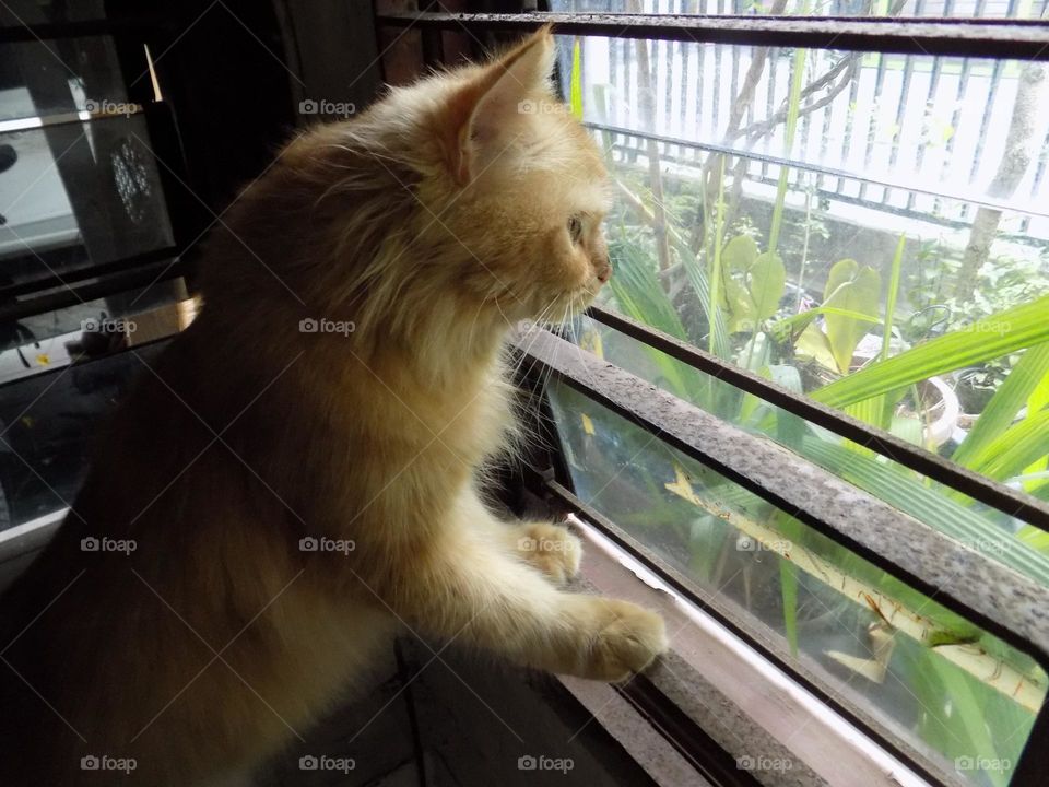 My cat wants to come out