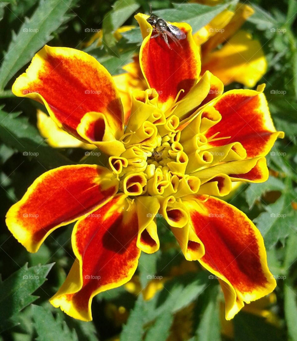 flame bursting floral