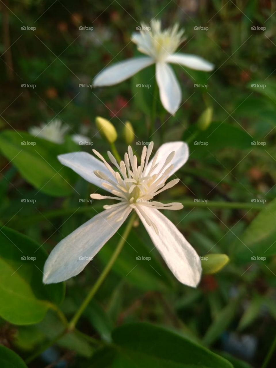 A flower from my Home Garden