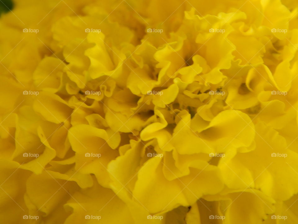 Yellow - flower