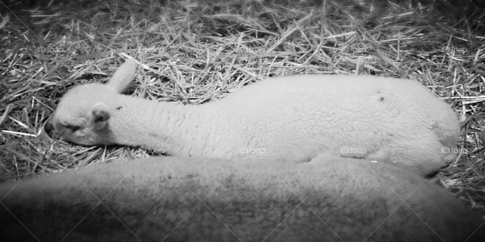 Baby and Mama. This little lamb was having a nap next to her mama.  She blended right in with the hay. 