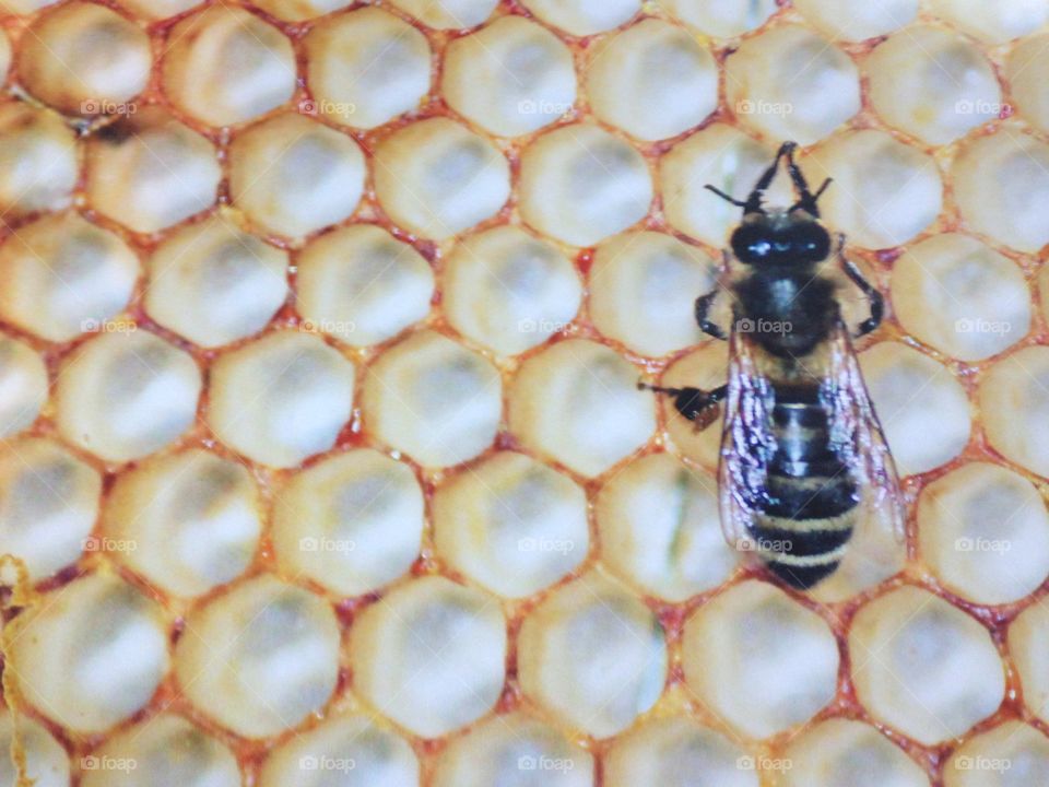 Honeycomb bee wasp stripe pollen collector 
