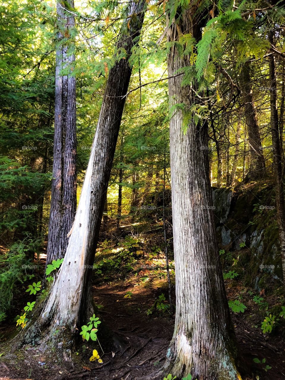 Forest trail