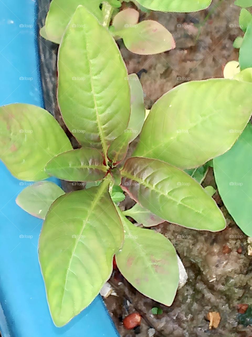 Green plant ☘️🌵